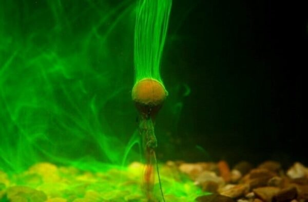 Kiana Carp Goo Smoke