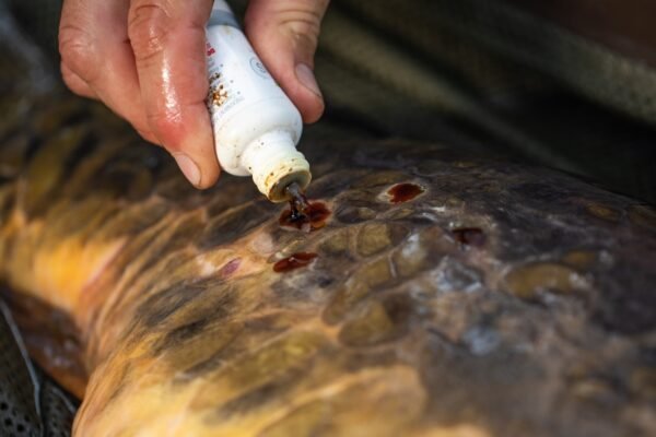 Korda Propolis Carp Treatment