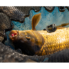 Sonubaits Micro Band'ums Wafter Fluoro