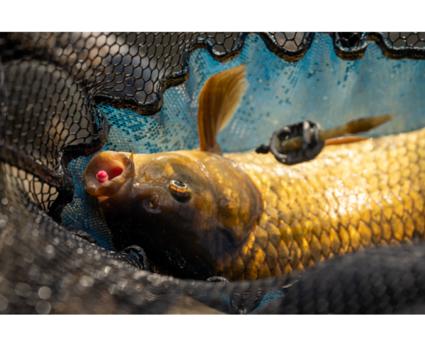 Sonubaits Micro Band'ums Wafter Fluoro